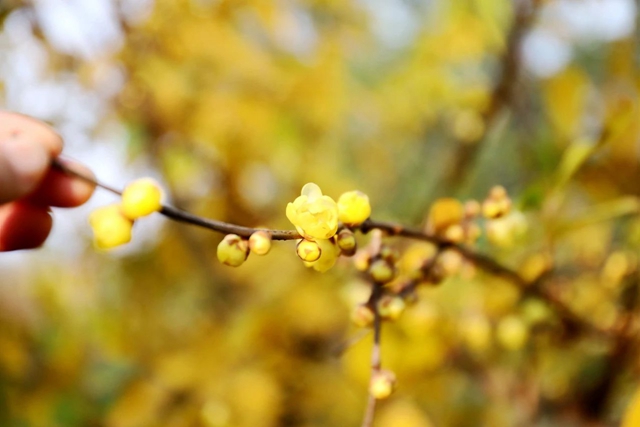 这里的蜡梅开了,pong香!(图1) 微信图片_20240111092836.jpg