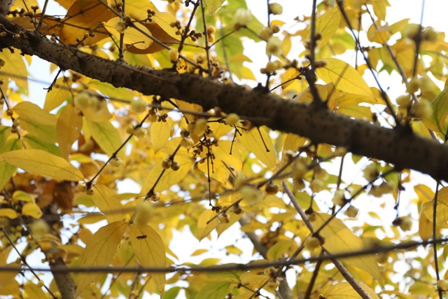 这里的蜡梅开了,pong香!(图2) 微信图片_20240111092841.jpg