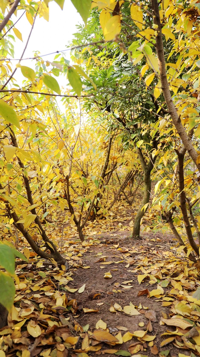 这里的蜡梅开了,pong香!(图3) 微信图片_20240111092846.jpg