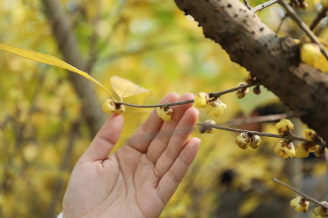 这里的蜡梅开了,pong香!(图4) 微信图片_20240111092852.jpg