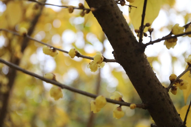 这里的蜡梅开了,pong香!(图9) 微信图片_20240111092916.jpg