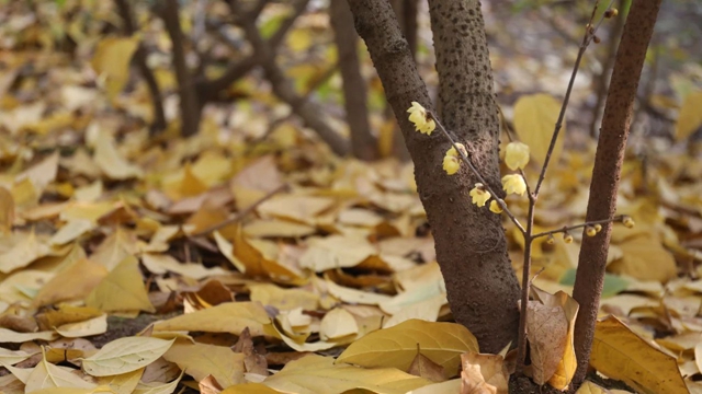 这里的蜡梅开了,pong香!(图6) 微信图片_20240111092902.jpg