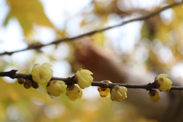 这里的蜡梅开了,pong香!(图7) 微信图片_20240111092907.jpg