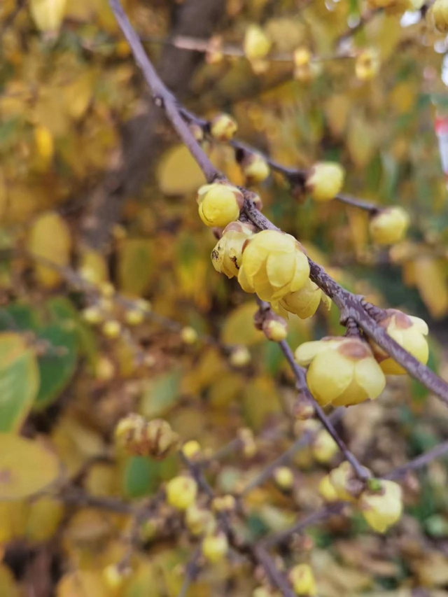 这里的蜡梅开了,pong香!(图8) 微信图片_20240111092911.jpg