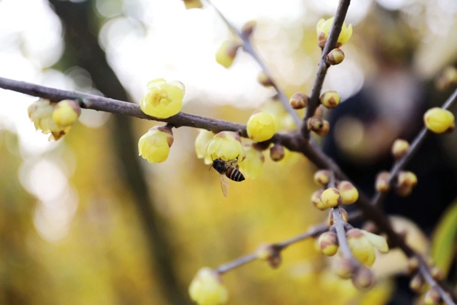 这里的蜡梅开了,pong香!(图10) 微信图片_20240111092920.jpg