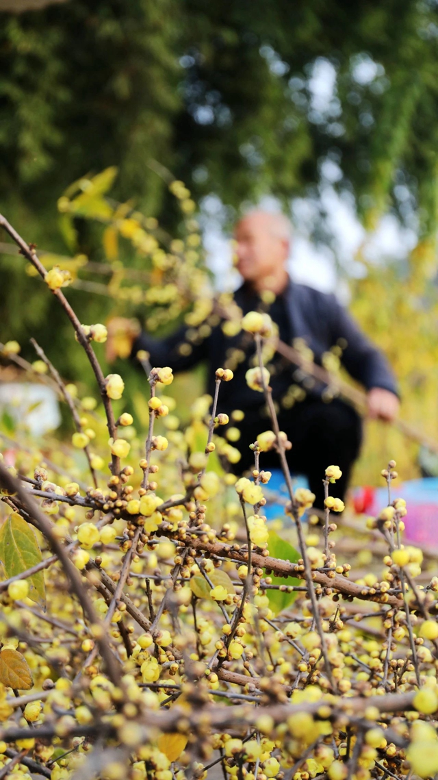 这里的蜡梅开了,pong香!(图11) 微信图片_20240111092925.jpg