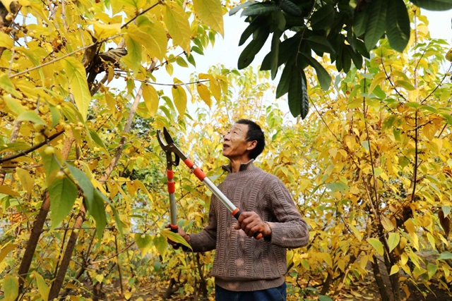 这里的蜡梅开了,pong香!(图12) 微信图片_20240111092930.jpg