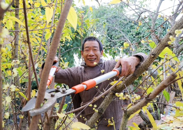 这里的蜡梅开了,pong香!(图15) 微信图片_20240111092946.jpg
