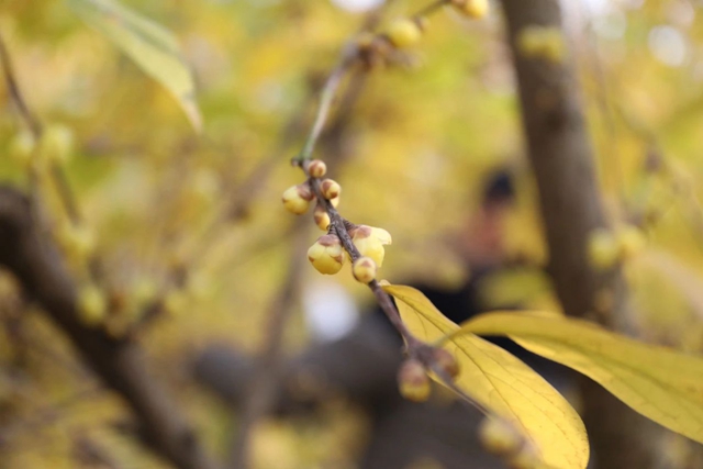 这里的蜡梅开了,pong香!(图16) 微信图片_20240111092951.jpg