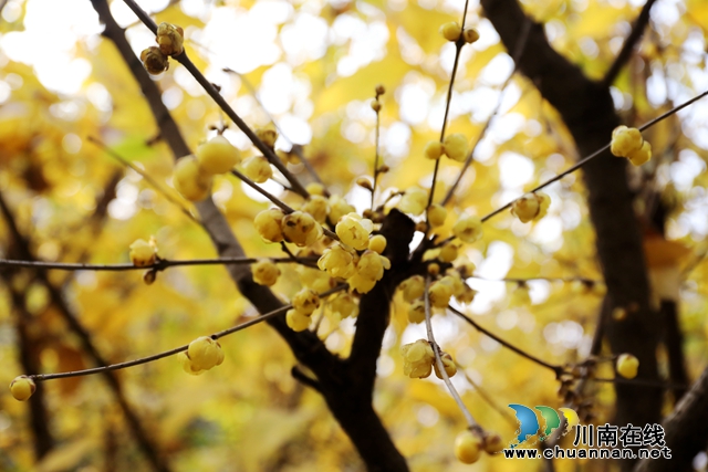 龙马潭：荒地成“梅园” 香飘醉心甜