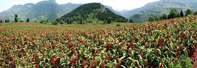 古蔺县入选2023年四川省休闲农业重点县(图11) 11.jpg