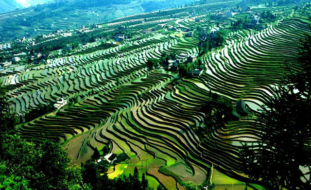 古蔺县入选2023年四川省休闲农业重点县(图12) 12.jpg