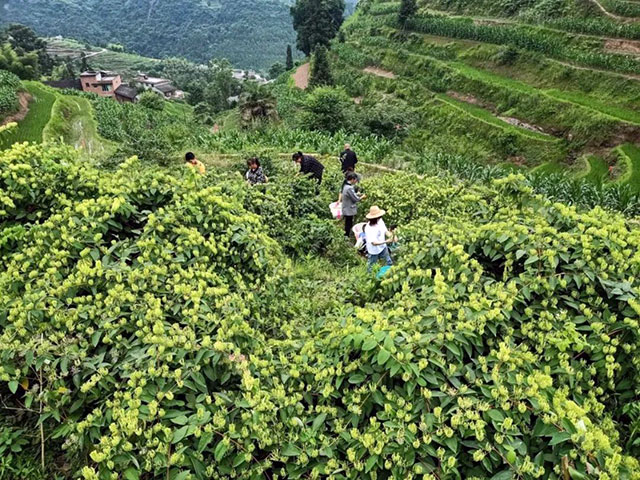 古蔺县入选2023年四川省休闲农业重点县(图14) 14.jpg