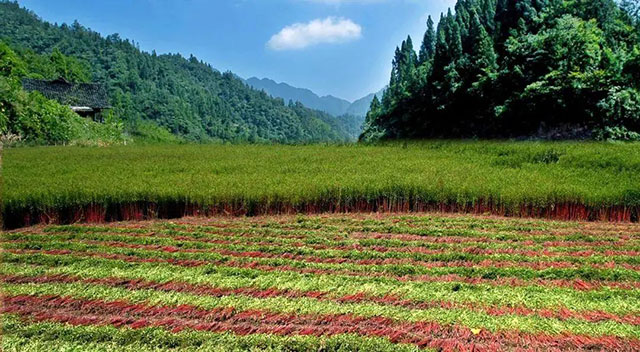 古蔺县入选2023年四川省休闲农业重点县(图15) 15.jpg