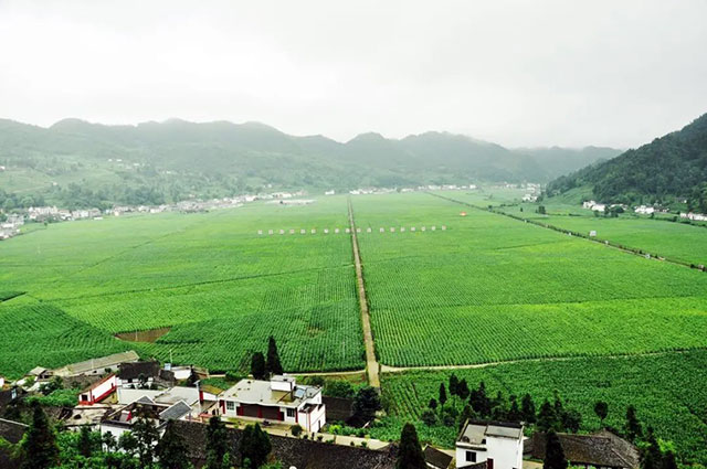 古蔺县入选2023年四川省休闲农业重点县(图17) 17.jpg