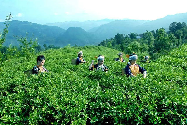 古蔺县入选2023年四川省休闲农业重点县(图21) 21.jpg