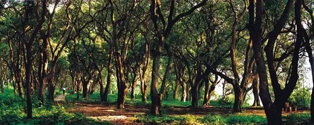 【周末游玩】乘坐泸州公交近郊游，这份攻略请收好~