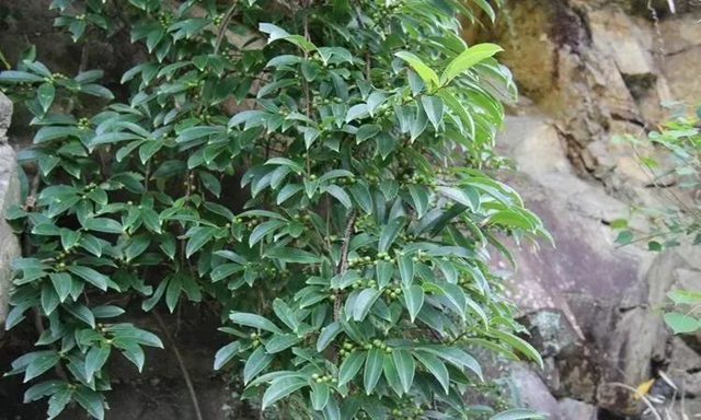 【杏林学堂】中药材南蛇藤的功效与作用(图2) 微信图片_20240117103059.jpg