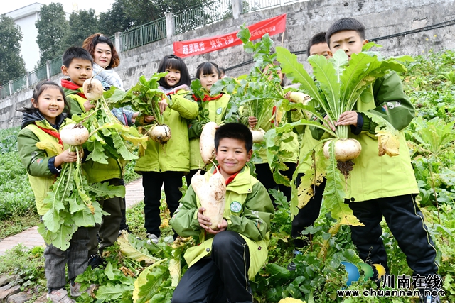 丰收啦！叙永县龙凤镇中心小学校蔬果采摘正当时