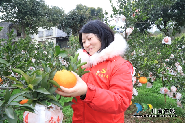 泸县云龙镇：大“橘”大利迎新春，柑橘喜获大丰收！