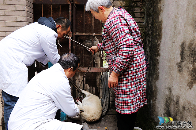 民心守护|鱼塘街道:犬只接种疫苗,保障人畜健康(图2) nEO_IMG_IMG_9138.jpg