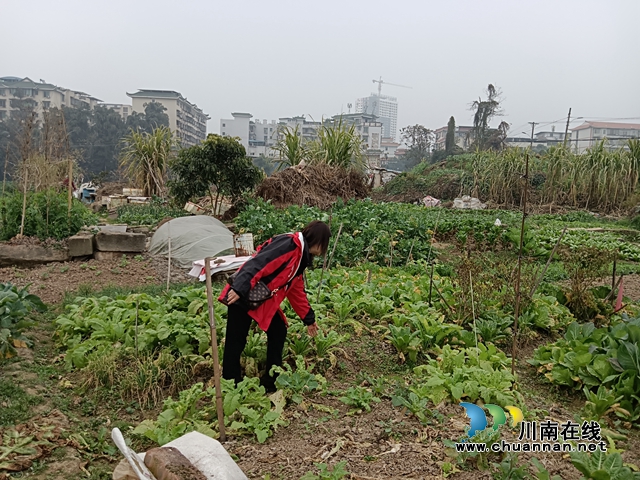 泸县玉蟾街道：禁种铲毒行动，守护无毒家园
