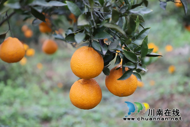 “橘”时已到，泸县天兴镇柑橘“不知火”喜获丰收