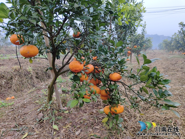 山那边的生态农场丨泸县天兴镇“90后”新农人的甜蜜梦