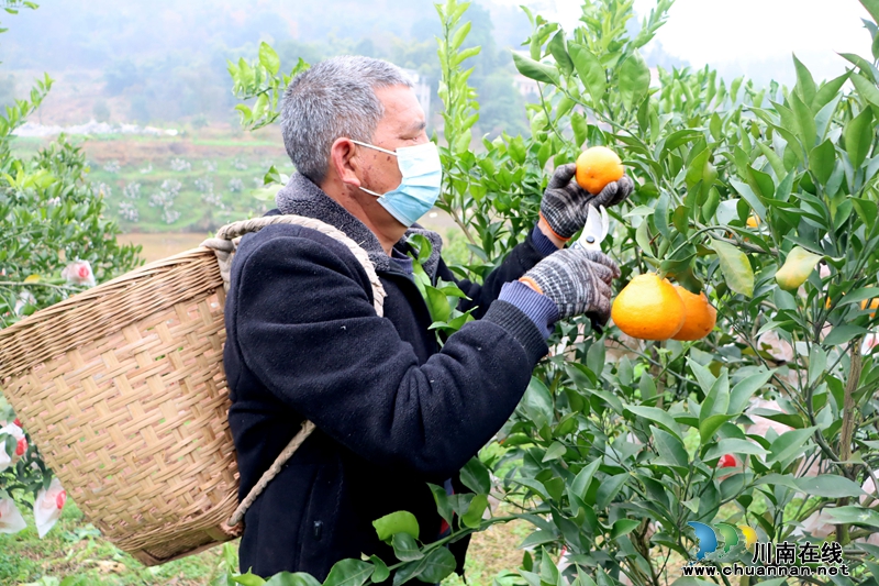 泸县立石镇：甜蜜生活 从一颗橘子开始