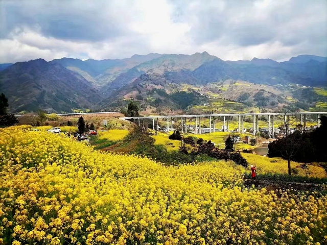 满山都黄了!宜宾屏山万亩油菜花开啦!(图1) 微信图片_20240130103238.jpg