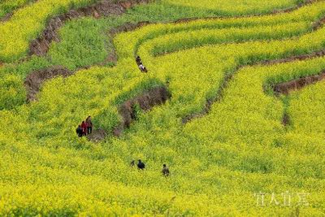 满山都黄了!宜宾屏山万亩油菜花开啦!(图6) 微信图片_20240130103311.jpg