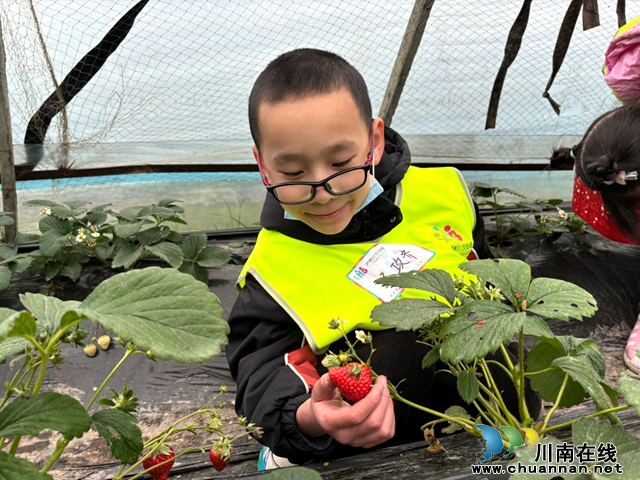 泸州龙马潭:小学生变身“小农人” 农耕研学趣味多(图3) 微信图片_20240125095939.jpg