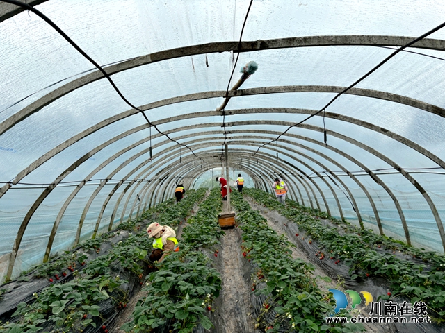 泸州龙马潭:小学生变身“小农人” 农耕研学趣味多(图4) 微信图片_202401250959371.jpg