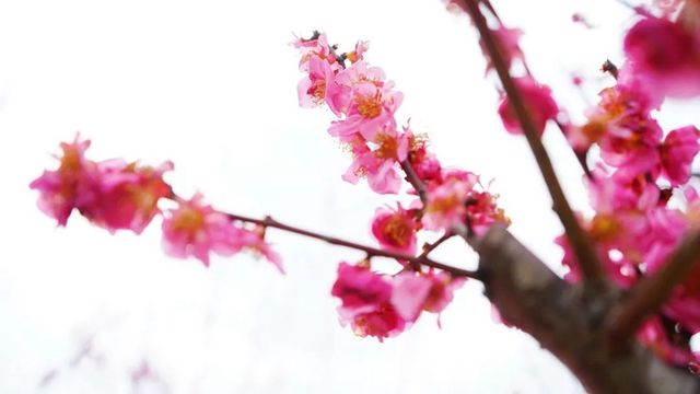 在泸州赏梅花、看演出！坐公交打卡网红地