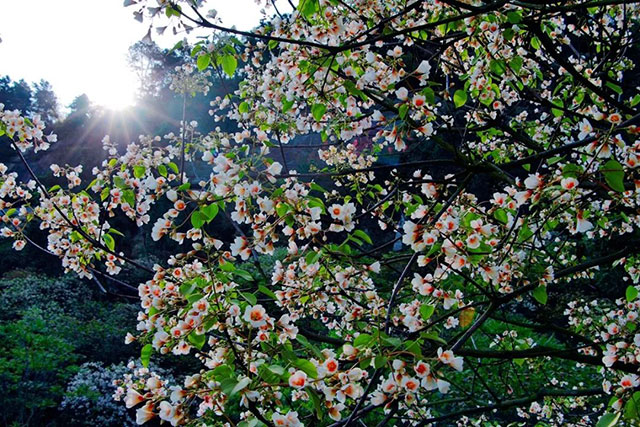 前方到站——国家3A级景区:泸县“道林沟”(图10) 10.jpg