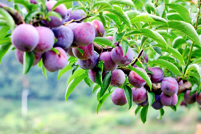 前方到站——国家3A级景区:泸县“道林沟”(图22) 22.jpg