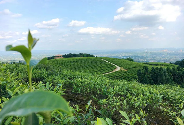 前方到站——国家3A级景区:泸县“道林沟”(图15) 15.jpg