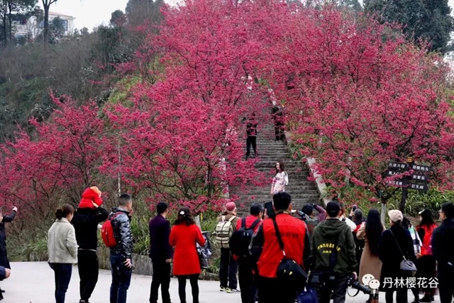 泸州的春天可太美啦！一定要坐公交去看看