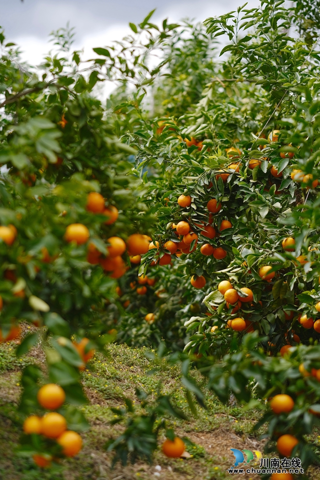 江阳区华阳街道：沃柑采出“黄金路”，成为农民“致富果”
