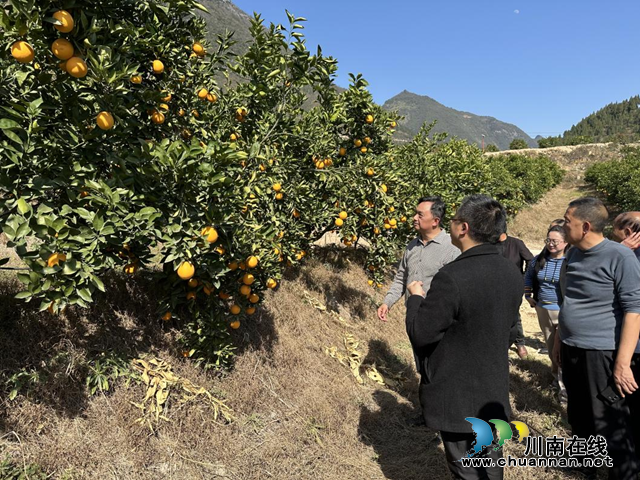 叙永县：开展中医农业示范应用，助力现代农业绿色发展