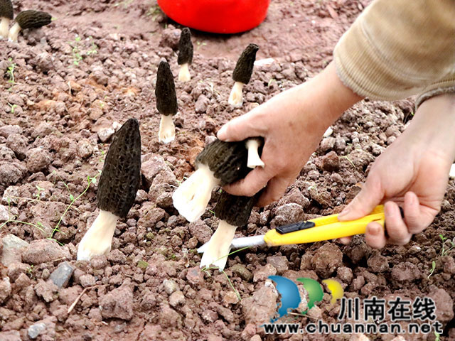 泸县福集镇：羊肚菌冬闲地长出致富伞