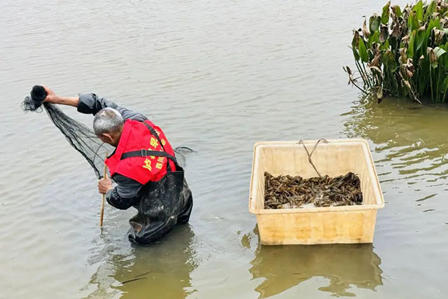 泸州首批早虾捕捞上岸,2小时内直销重庆市场(图1) 1.jpg