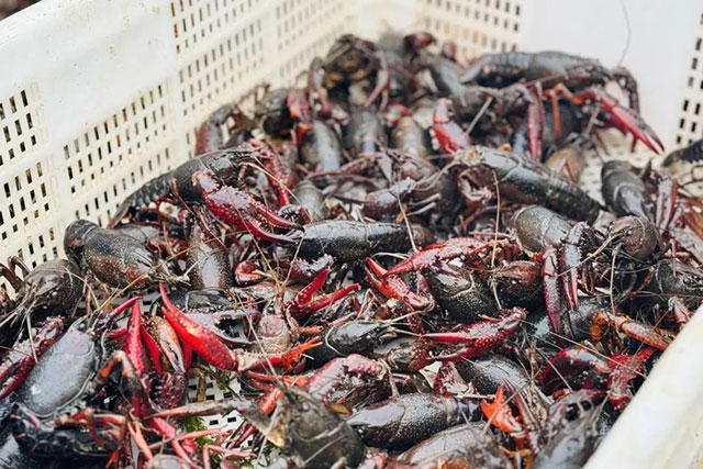 泸州首批早虾捕捞上岸,2小时内直销重庆市场(图2) 2.jpg