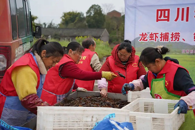 泸州首批早虾捕捞上岸,2小时内直销重庆市场(图3) 3.jpg