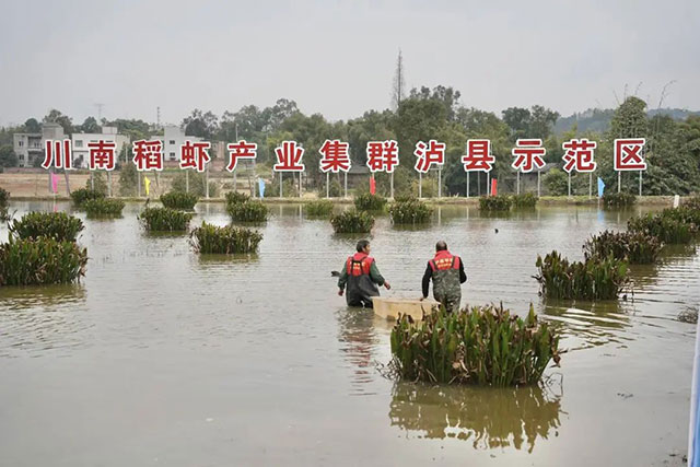 泸州首批早虾捕捞上岸,2小时内直销重庆市场(图5) 5.jpg