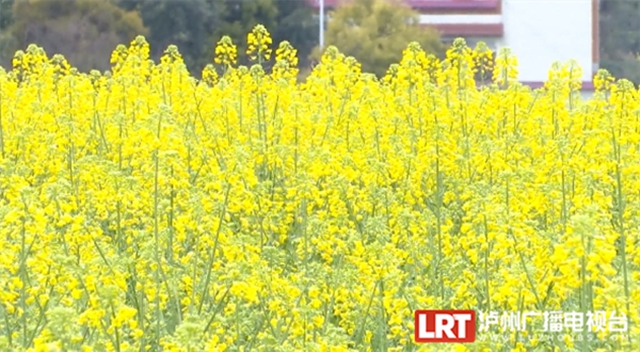 春天到这里,邂逅万亩花海!小吃街、侏罗纪恐龙展、音乐节等你来体验→(图5) 5.jpg