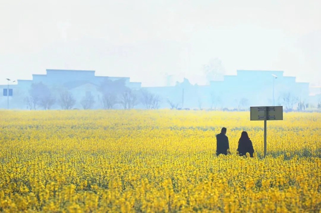 春天到这里,邂逅万亩花海!小吃街、侏罗纪恐龙展、音乐节等你来体验→(图9) 9.jpg