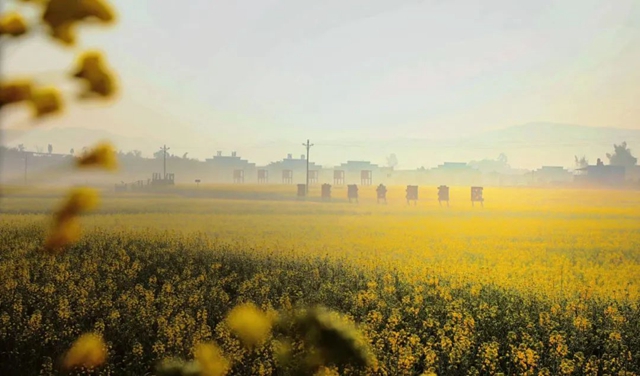 春天到这里,邂逅万亩花海!小吃街、侏罗纪恐龙展、音乐节等你来体验→(图8) 8.jpg