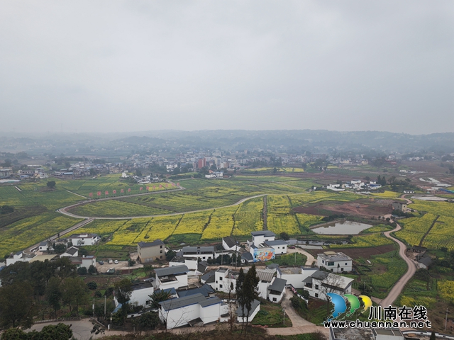 到泸县百和镇赏菜花正当时！