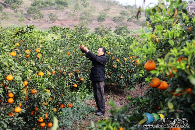 龙马潭：耙耙柑 “甜”出致富路